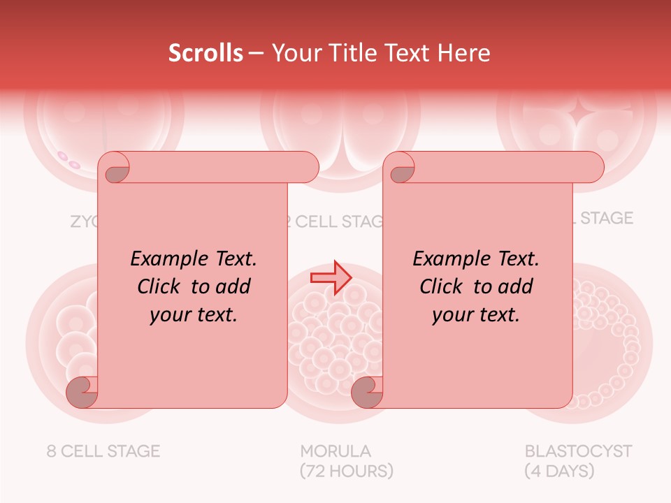 Embryo Health Embryology PowerPoint Template