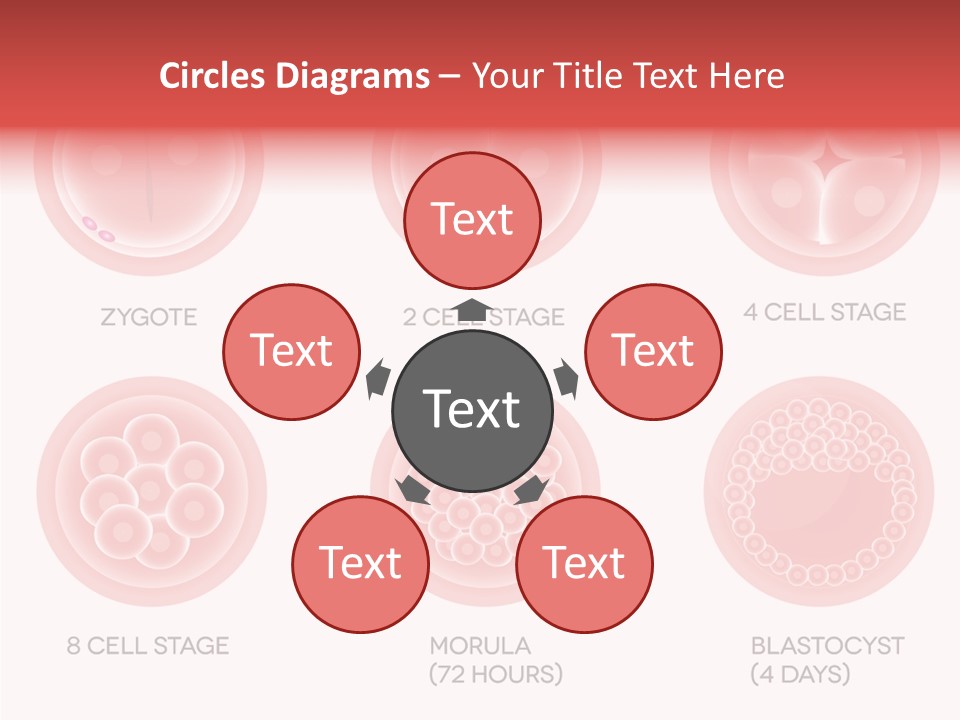Embryo Health Embryology PowerPoint Template