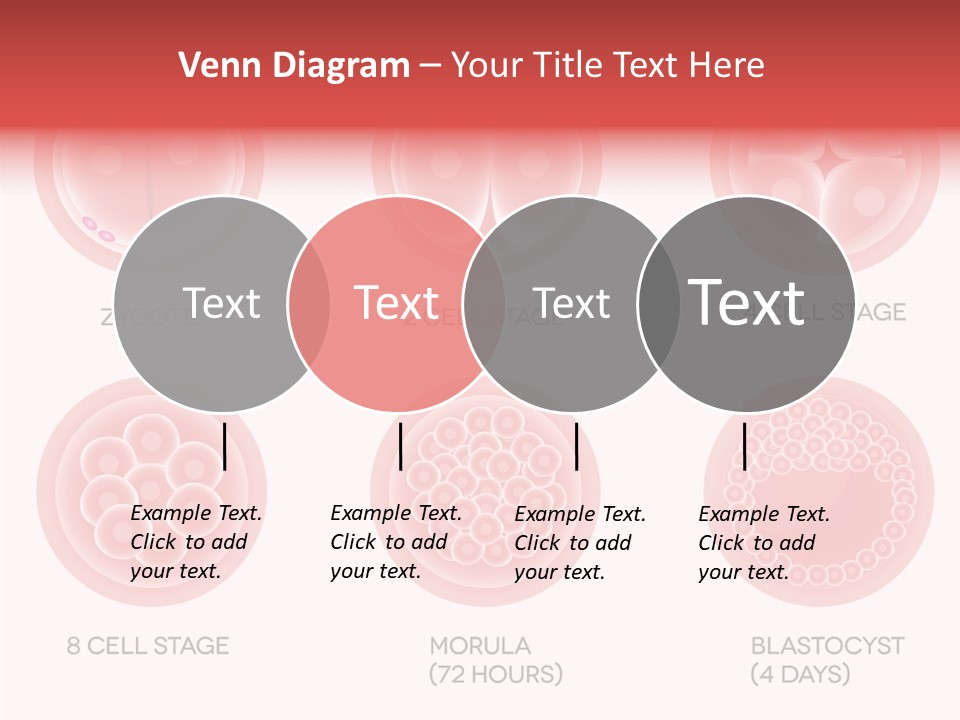 Embryo Health Embryology PowerPoint Template