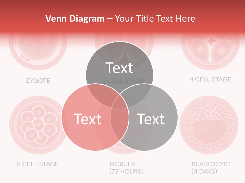 Embryo Health Embryology PowerPoint Template