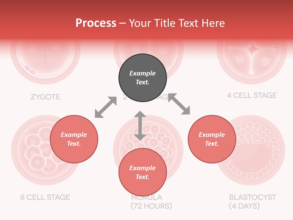 Embryo Health Embryology PowerPoint Template