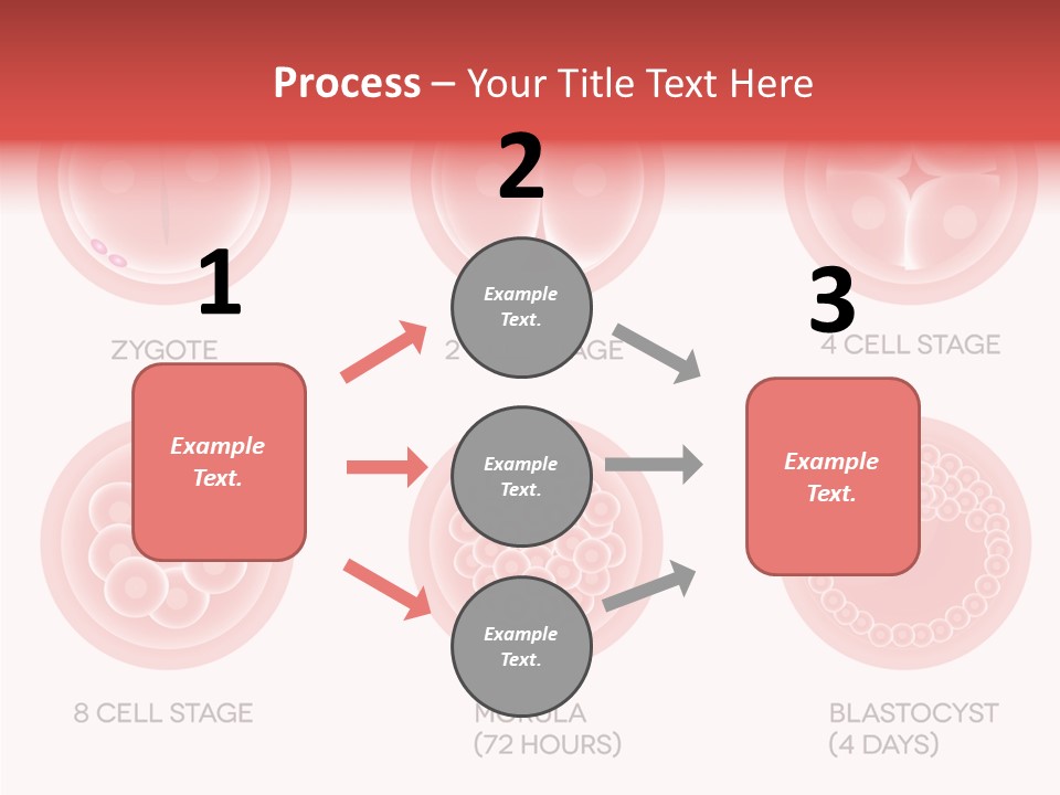 Embryo Health Embryology PowerPoint Template
