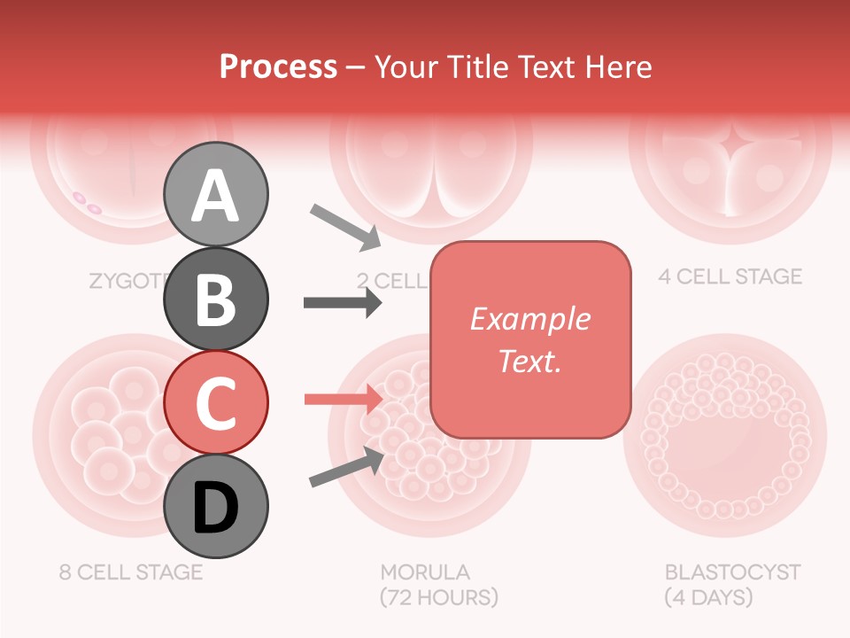 Embryo Health Embryology PowerPoint Template