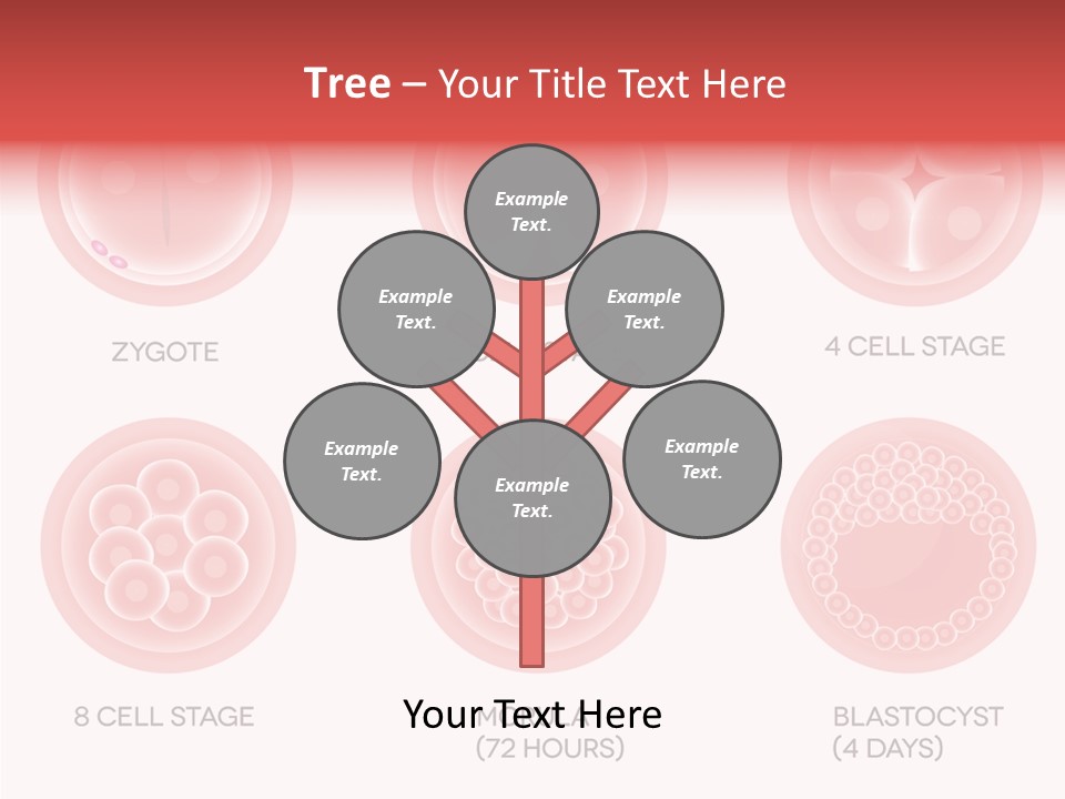 Embryo Health Embryology PowerPoint Template