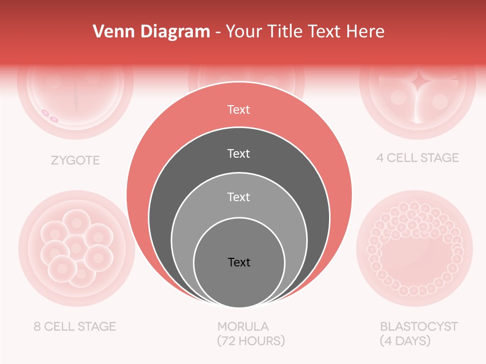 Embryo Health Embryology PowerPoint Template