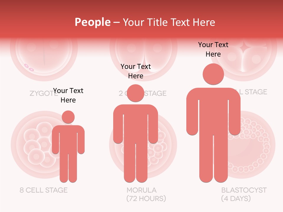 Embryo Health Embryology PowerPoint Template