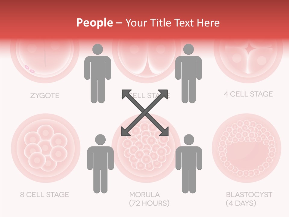 Embryo Health Embryology PowerPoint Template