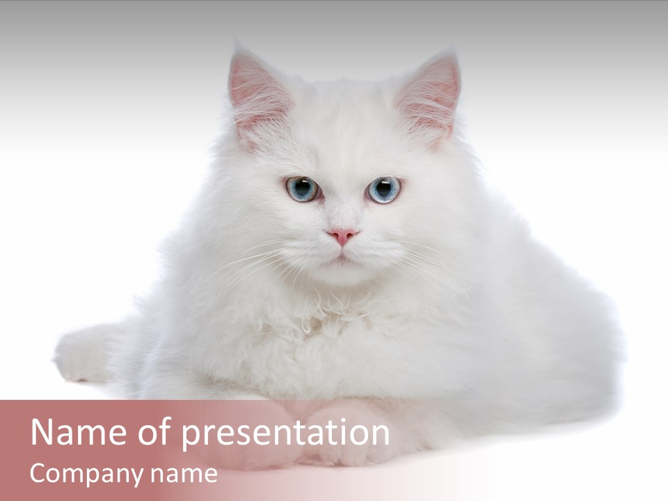 Two White Cats Naughty Background PowerPoint Template