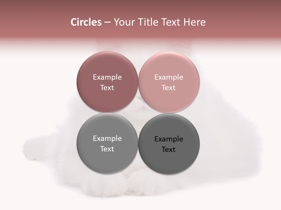 Two White Cats Naughty Background PowerPoint Template