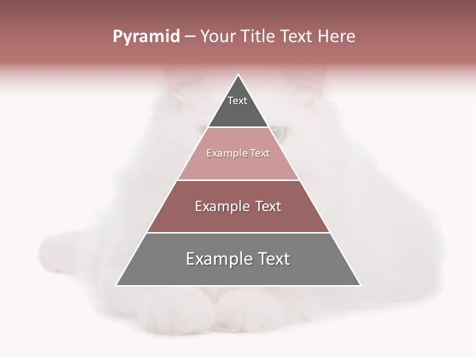 Two White Cats Naughty Background PowerPoint Template