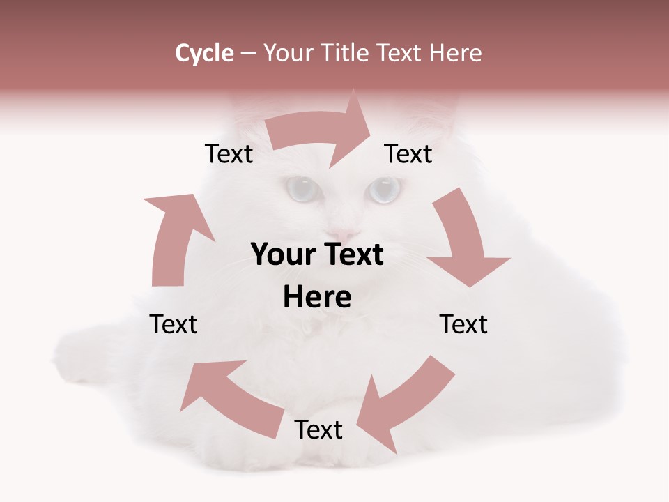 Two White Cats Naughty Background PowerPoint Template