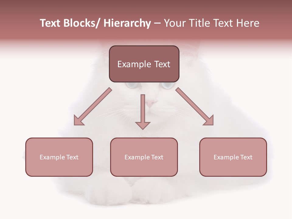 Two White Cats Naughty Background PowerPoint Template