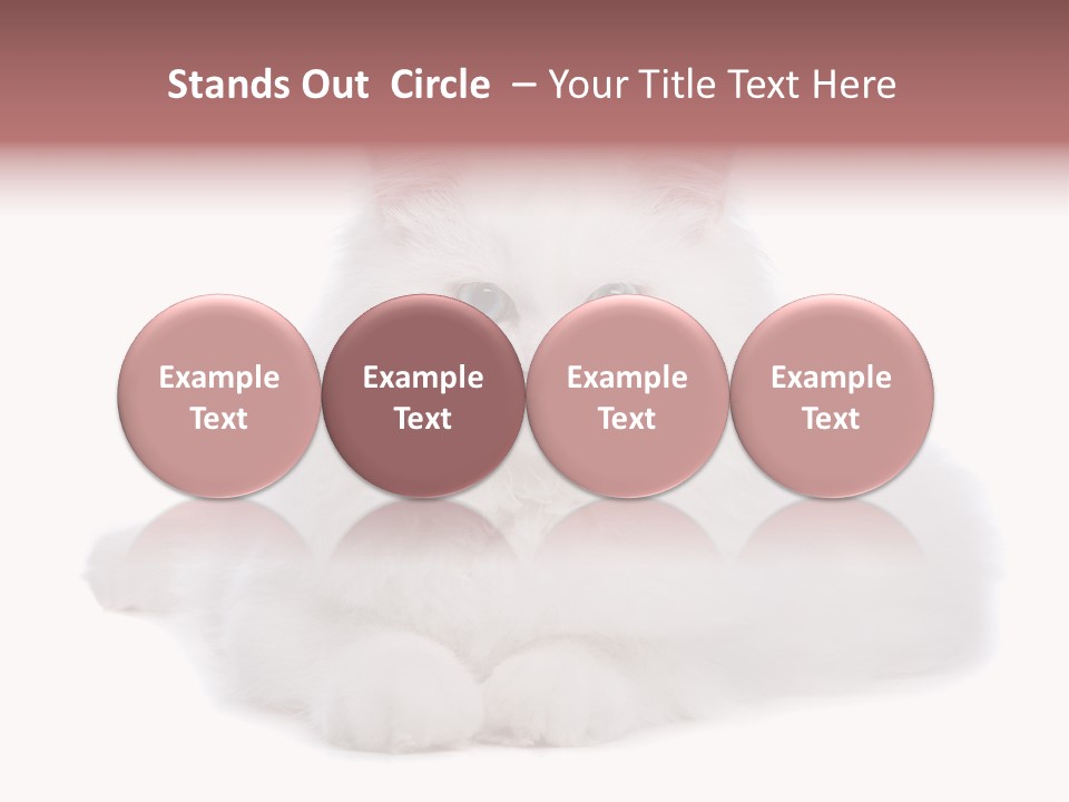 Two White Cats Naughty Background PowerPoint Template