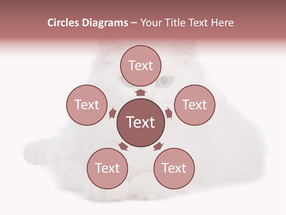 Two White Cats Naughty Background PowerPoint Template