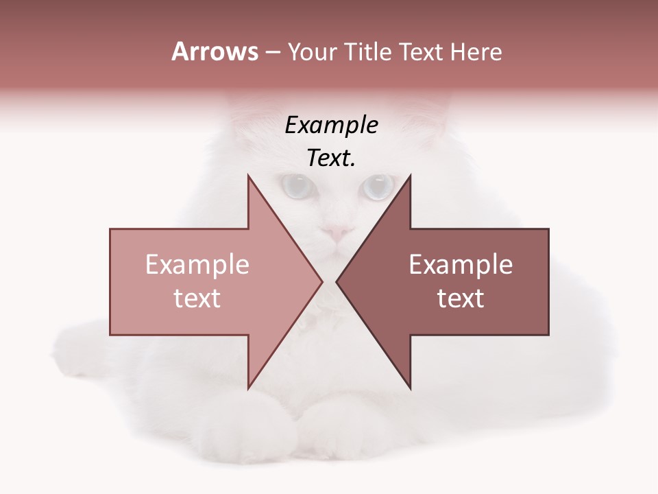 Two White Cats Naughty Background PowerPoint Template