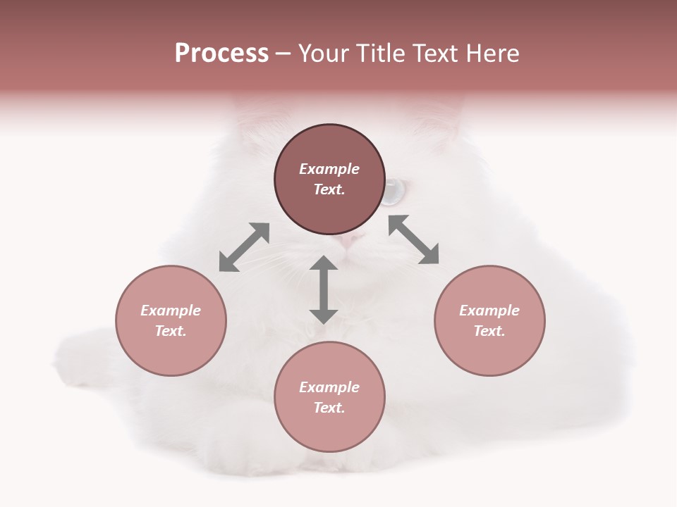 Two White Cats Naughty Background PowerPoint Template