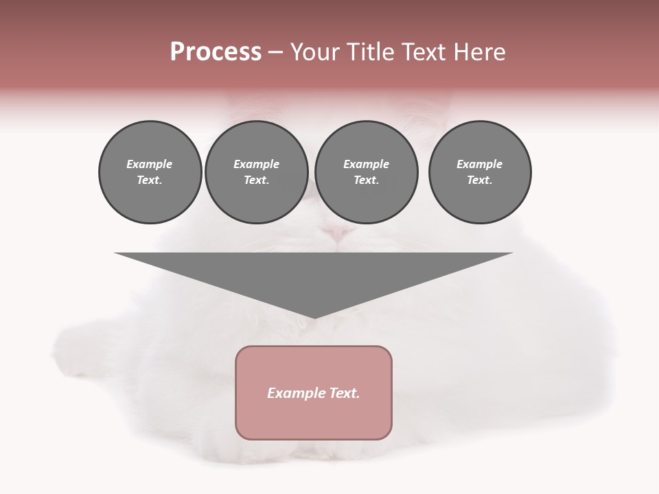 Two White Cats Naughty Background PowerPoint Template