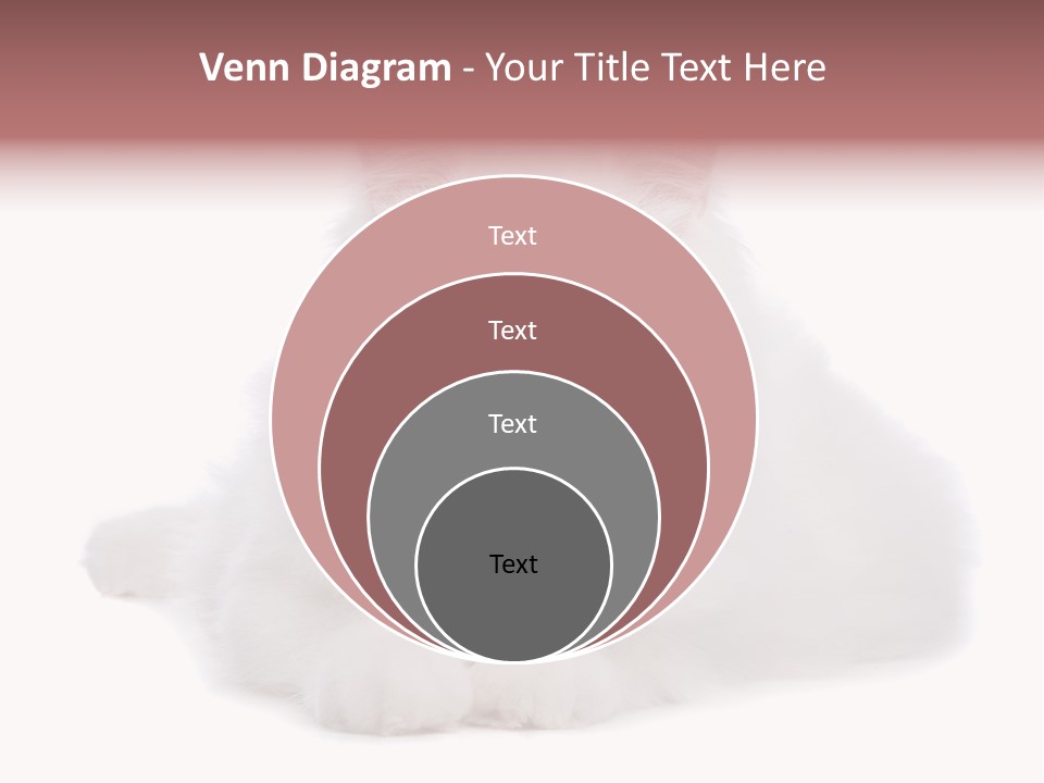 Two White Cats Naughty Background PowerPoint Template