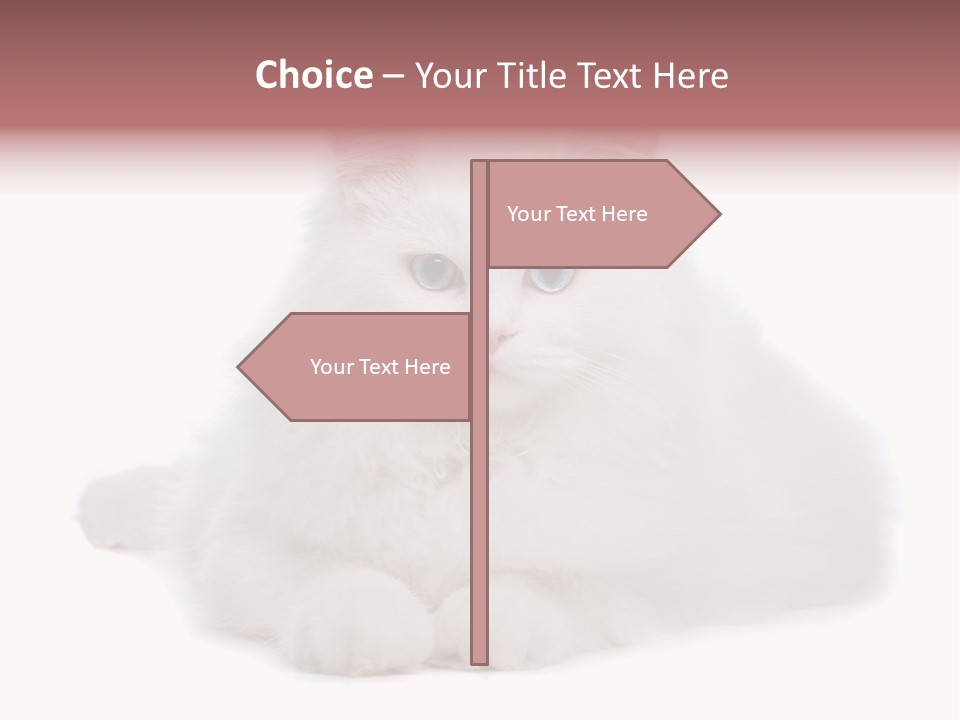 Two White Cats Naughty Background PowerPoint Template