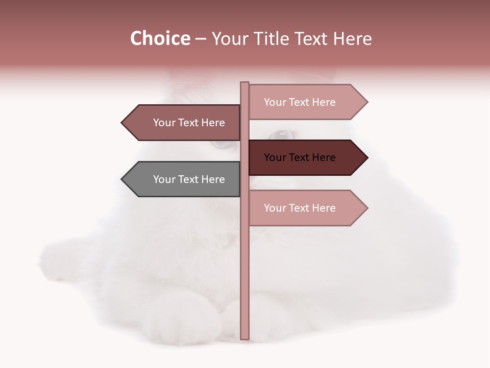 Two White Cats Naughty Background PowerPoint Template