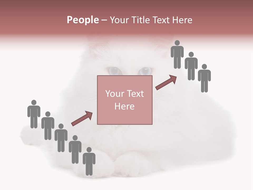 Two White Cats Naughty Background PowerPoint Template