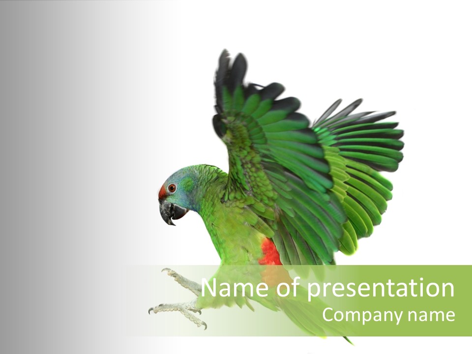 Colorful Flying Parrot PowerPoint Template