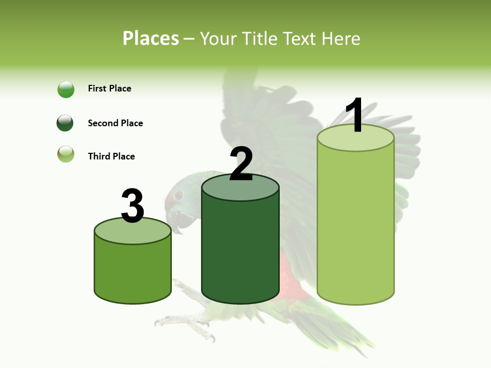 Colorful Flying Parrot PowerPoint Template