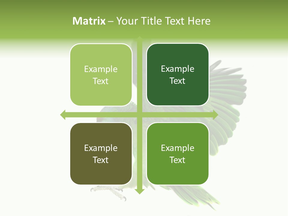 Colorful Flying Parrot PowerPoint Template