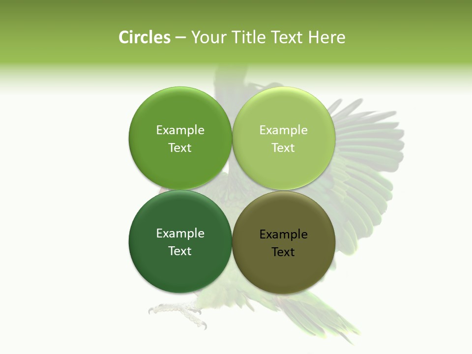 Colorful Flying Parrot PowerPoint Template