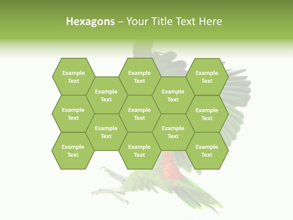 Colorful Flying Parrot PowerPoint Template