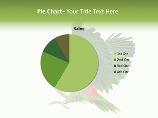 Colorful Flying Parrot PowerPoint Template