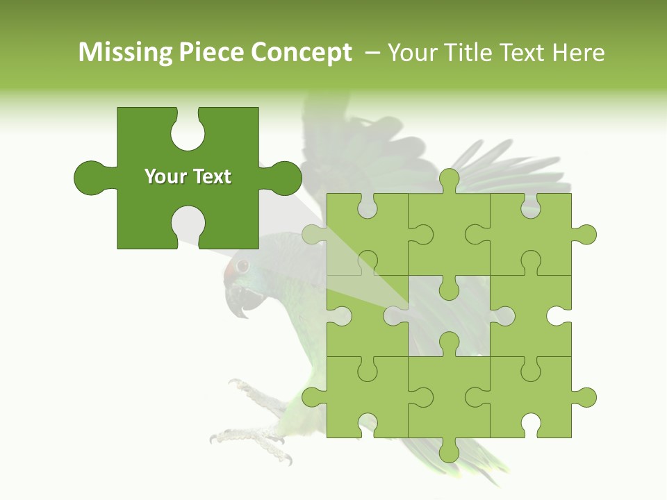 Colorful Flying Parrot PowerPoint Template