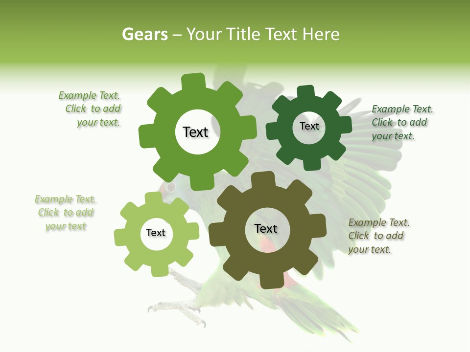 Colorful Flying Parrot PowerPoint Template