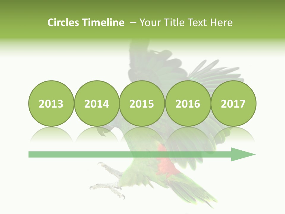 Colorful Flying Parrot PowerPoint Template
