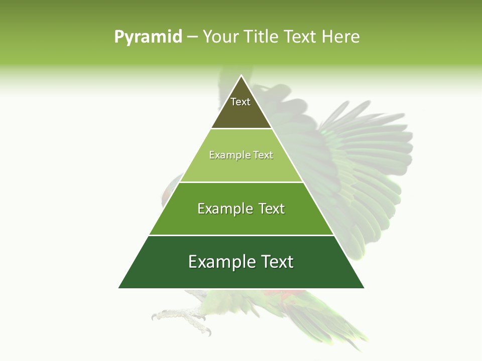 Colorful Flying Parrot PowerPoint Template