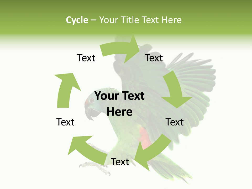 Colorful Flying Parrot PowerPoint Template