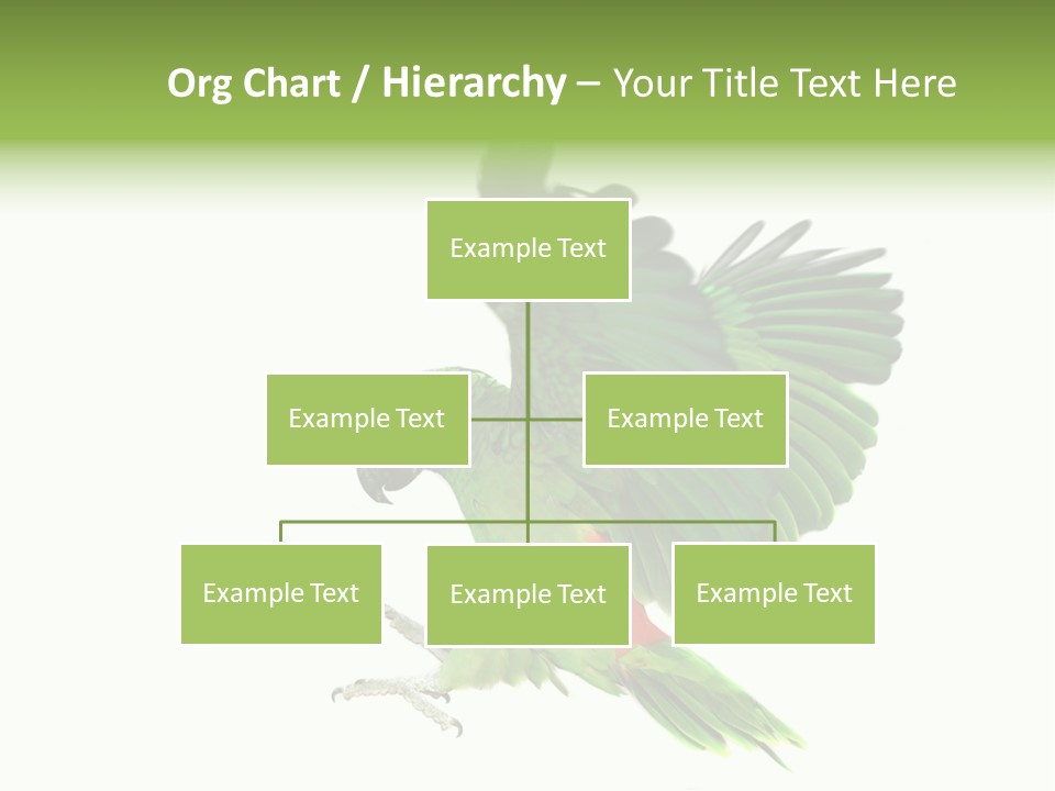 Colorful Flying Parrot PowerPoint Template