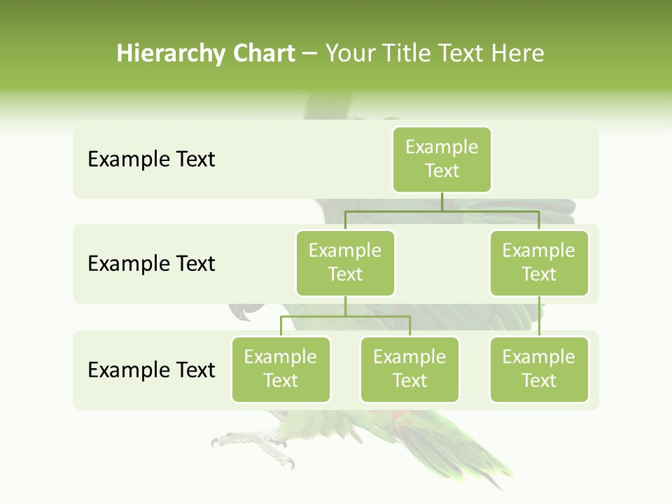 Colorful Flying Parrot PowerPoint Template