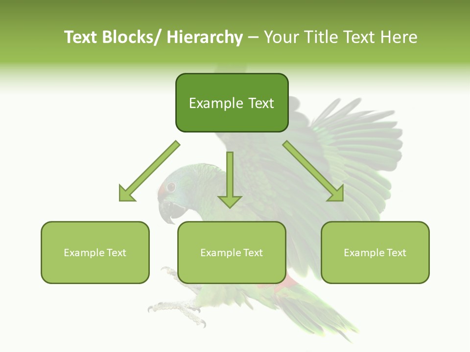 Colorful Flying Parrot PowerPoint Template