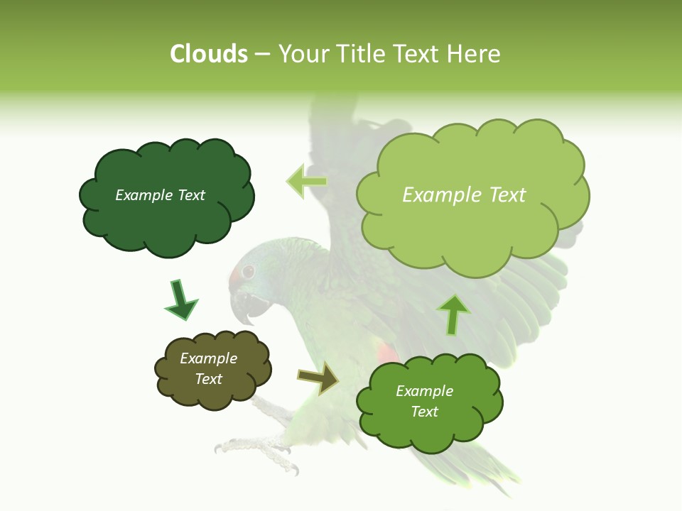Colorful Flying Parrot PowerPoint Template