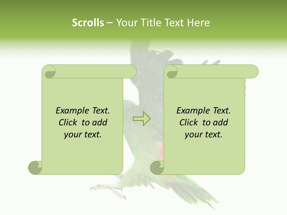 Colorful Flying Parrot PowerPoint Template