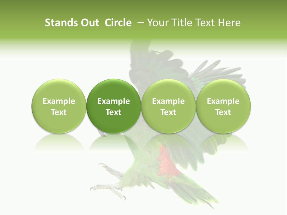 Colorful Flying Parrot PowerPoint Template