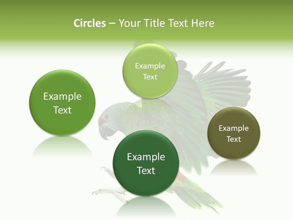 Colorful Flying Parrot PowerPoint Template