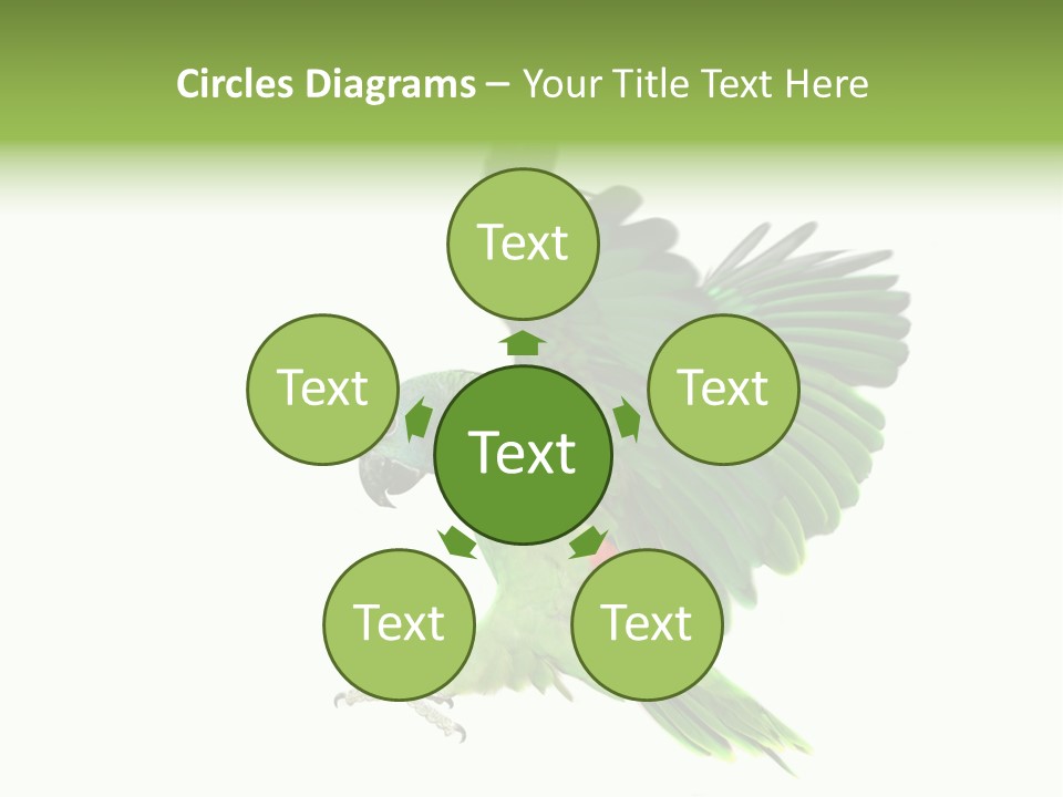 Colorful Flying Parrot PowerPoint Template