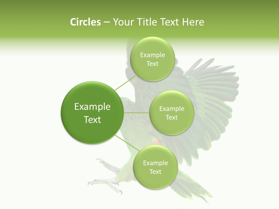 Colorful Flying Parrot PowerPoint Template