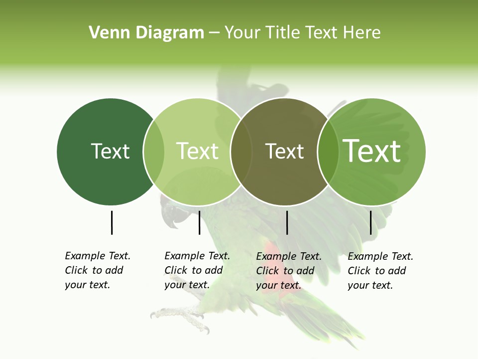 Colorful Flying Parrot PowerPoint Template