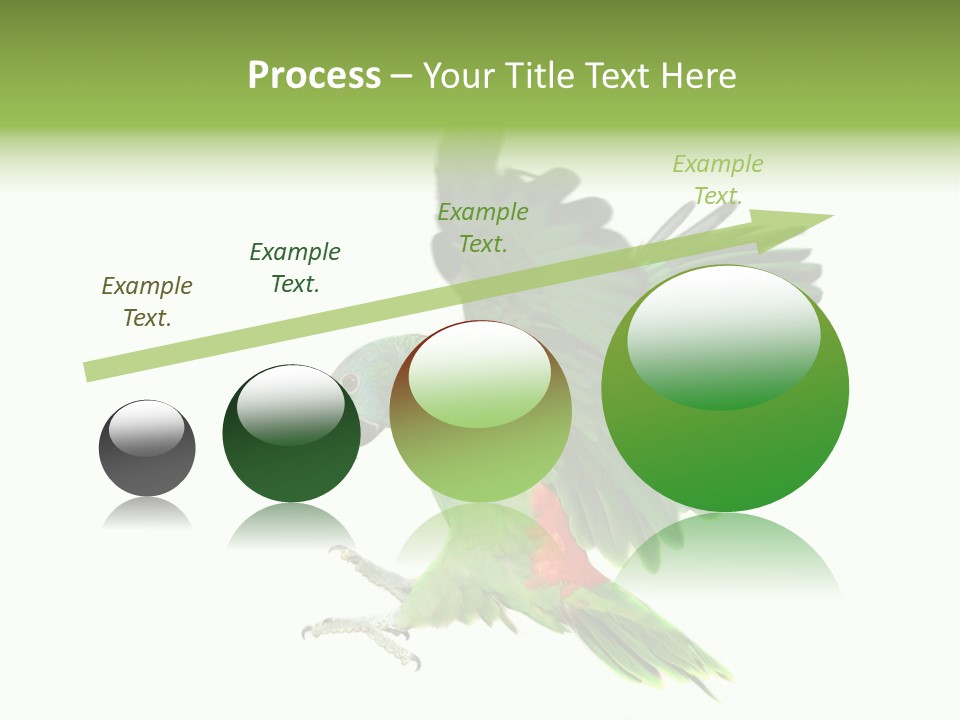 Colorful Flying Parrot PowerPoint Template