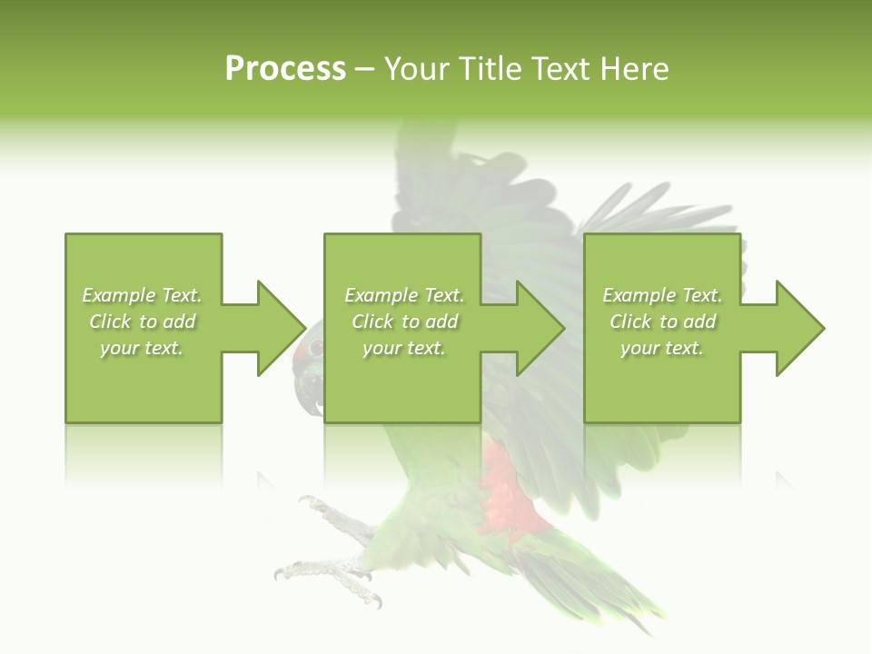 Colorful Flying Parrot PowerPoint Template