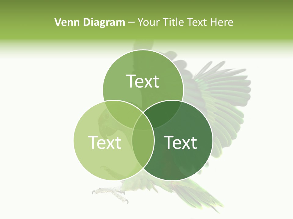 Colorful Flying Parrot PowerPoint Template