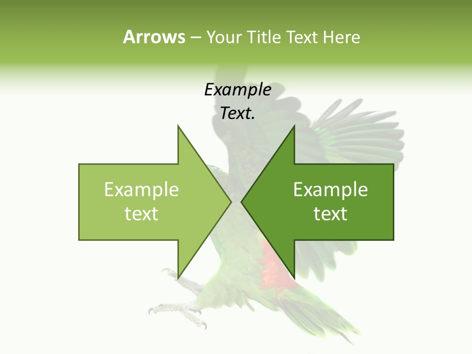 Colorful Flying Parrot PowerPoint Template